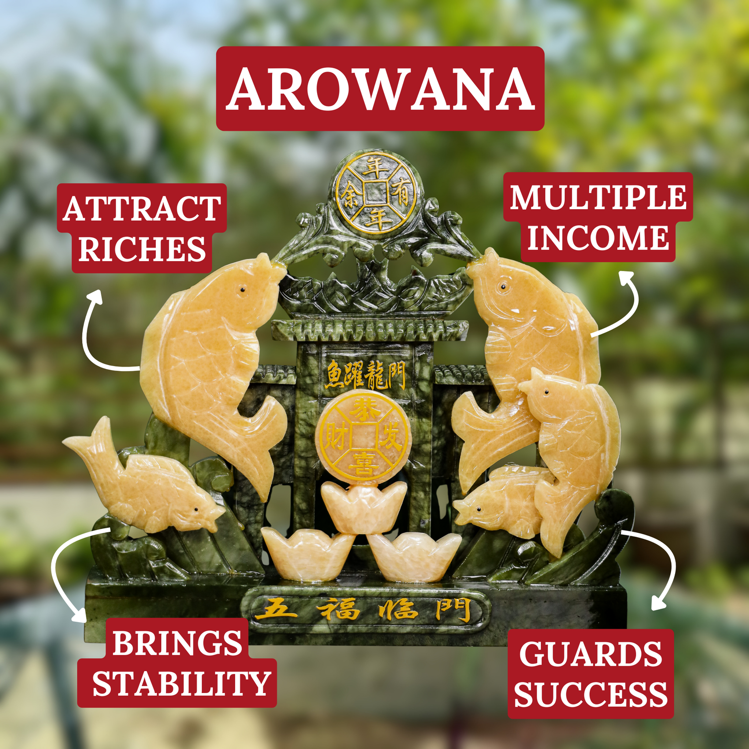 Home of Wealth-Building Arowanas 31cm