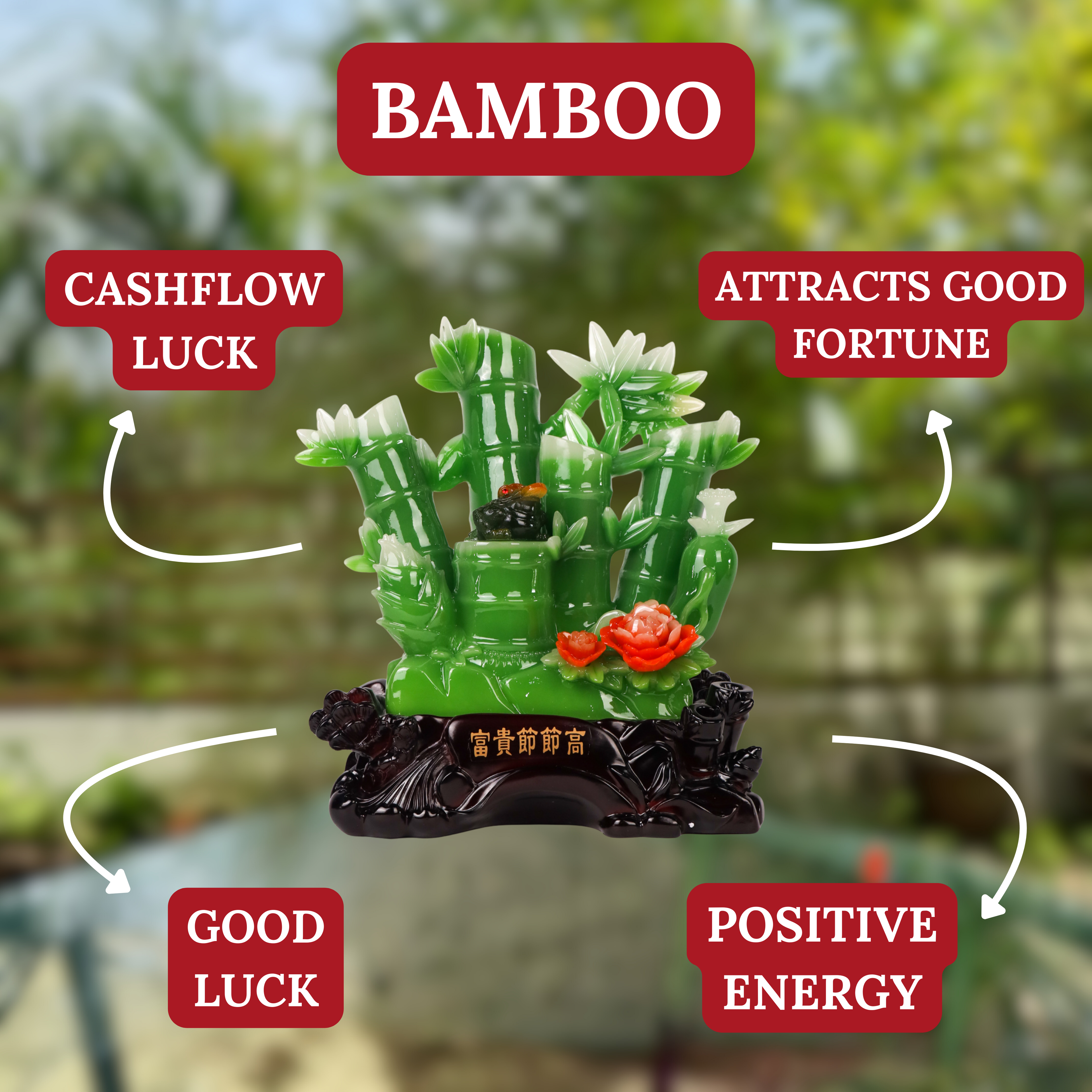 Lucky Green Bamboo of Stable Success 36cm