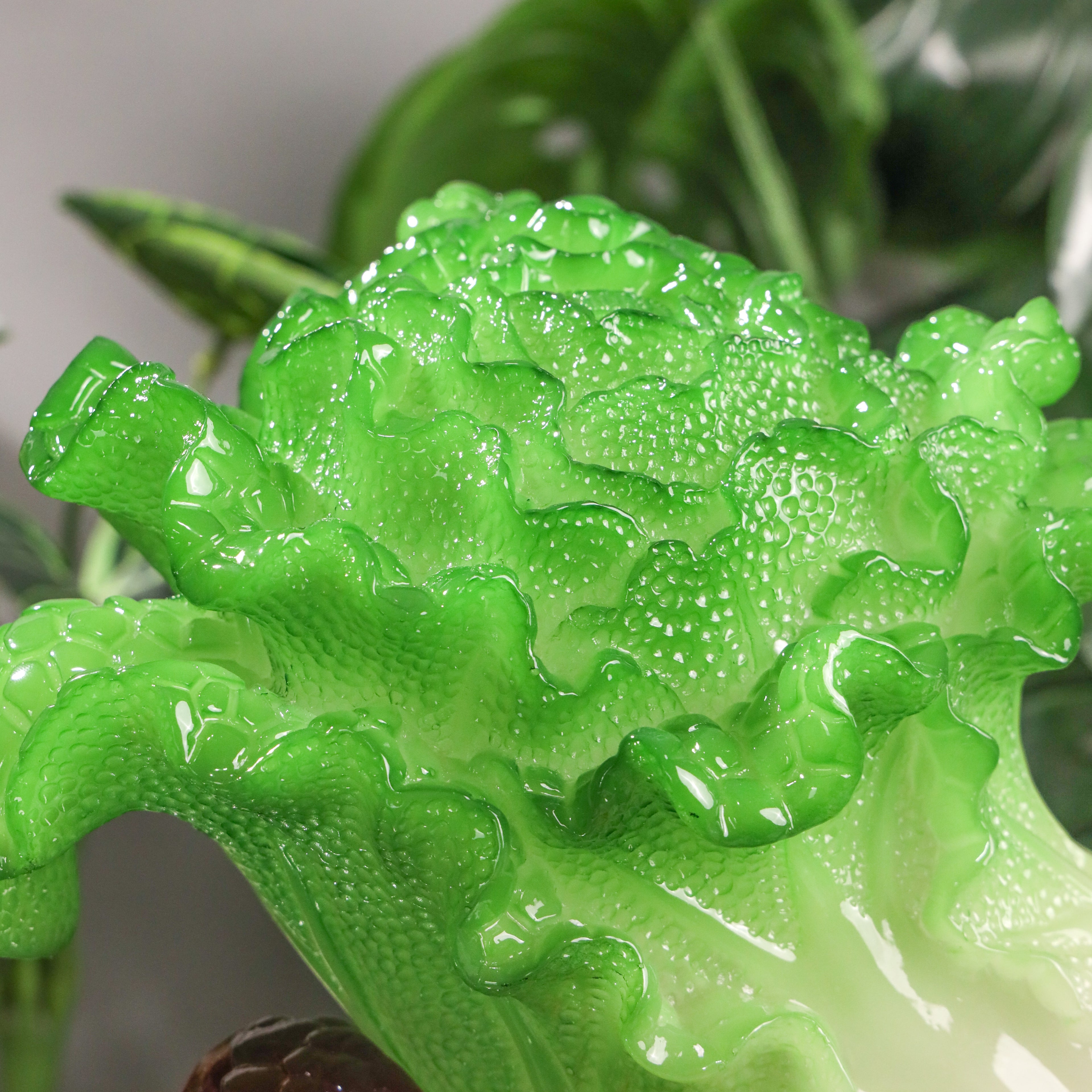 Cabbage on Chili for Aggresive Wealth Growth 46cm