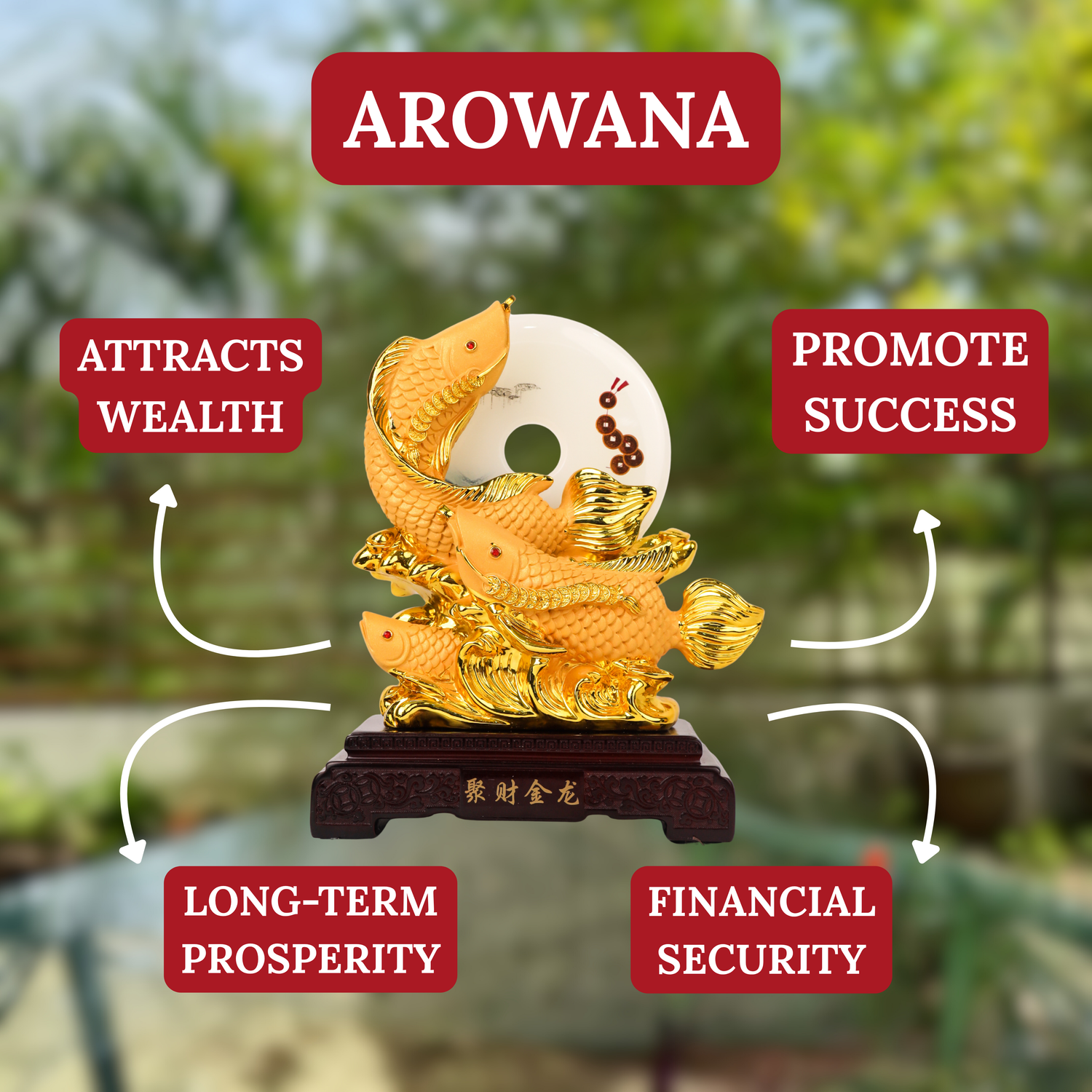 Incoming Prosperity Arowanas with Bi Disc 25cm