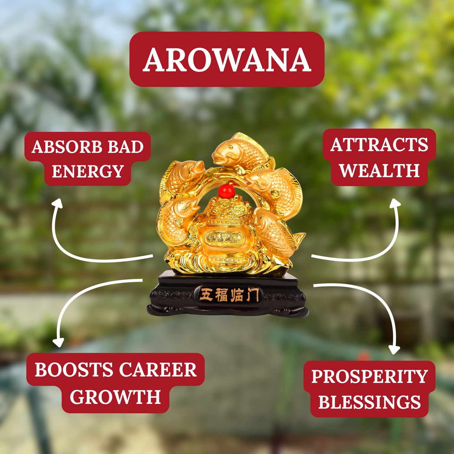 Full Circle of Wealth Arowana Family 16cm