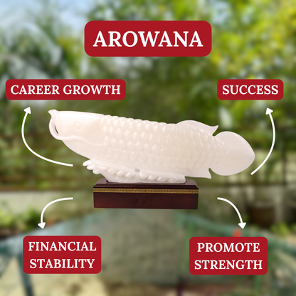 "Succeed In Business" - Jade Arowana 70cm