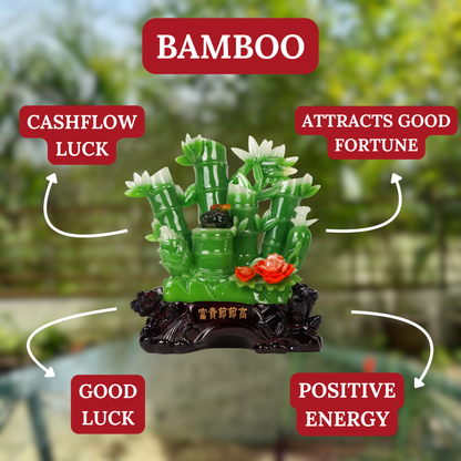 Lucky Green Bamboo of Stable Success 36cm