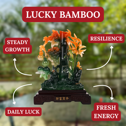 Growing Everyday Lucky Green Bamboo 25cm