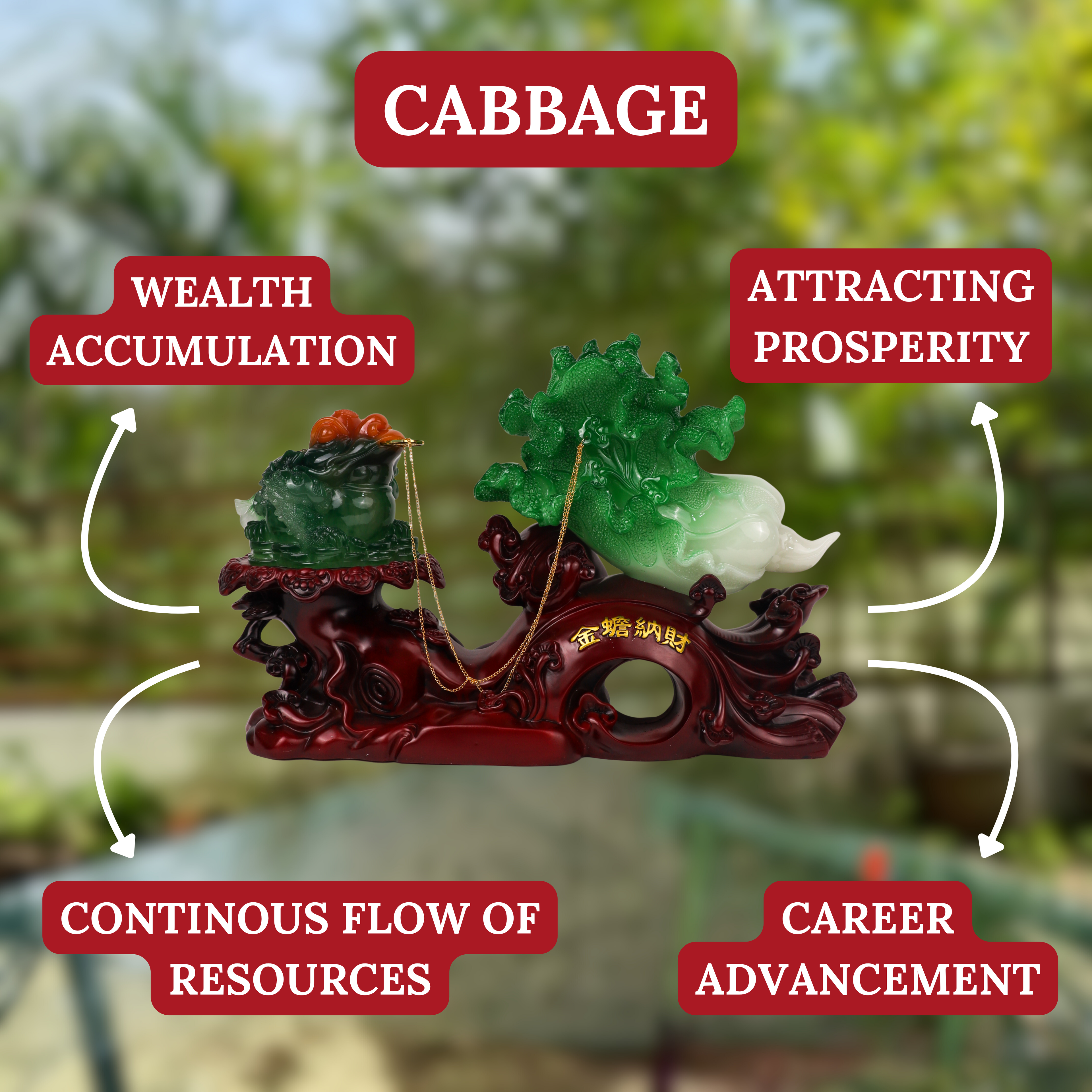 The Big Gains Cabbage with Money Frog 50cm