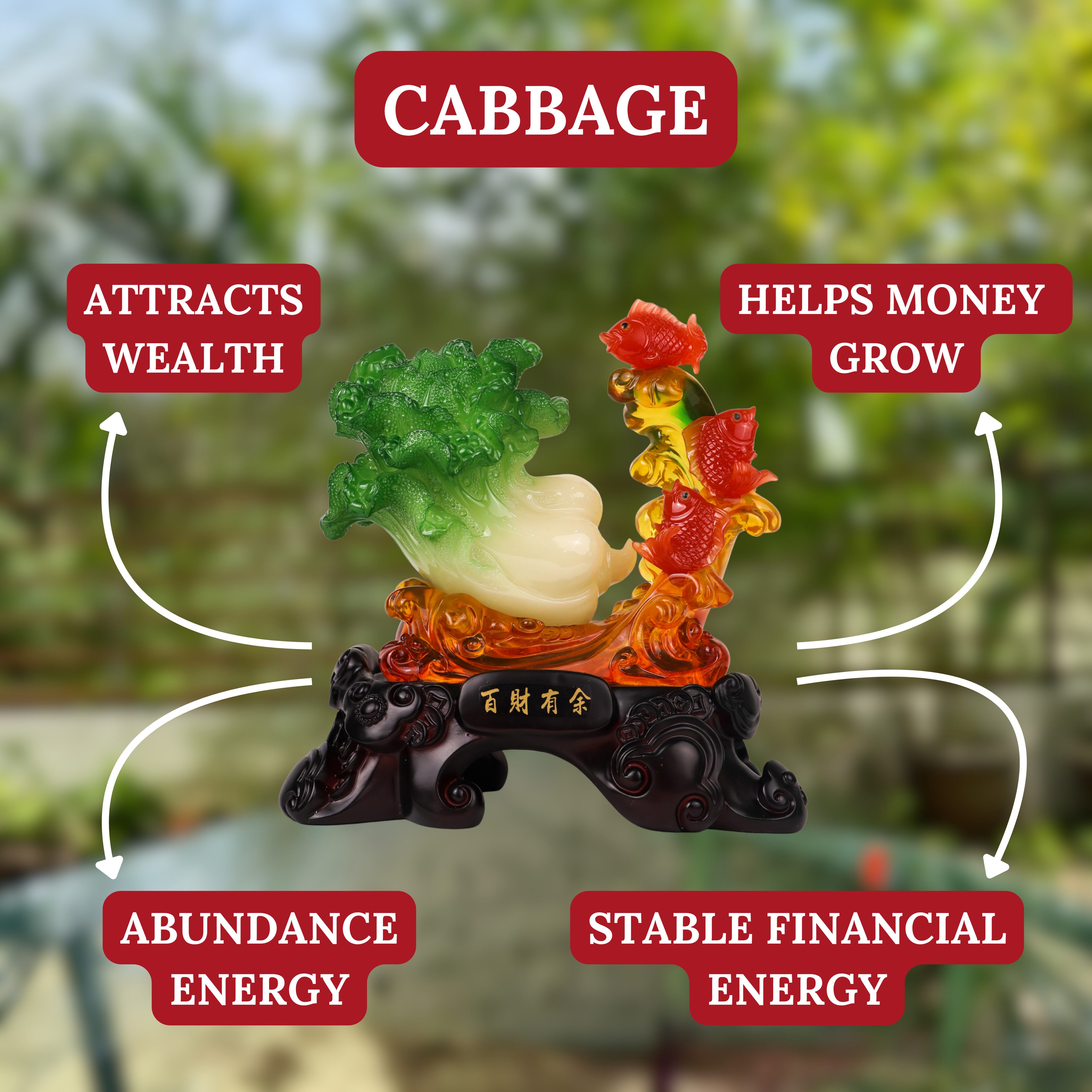 Cabbage of Expanding Income Streams 39cm