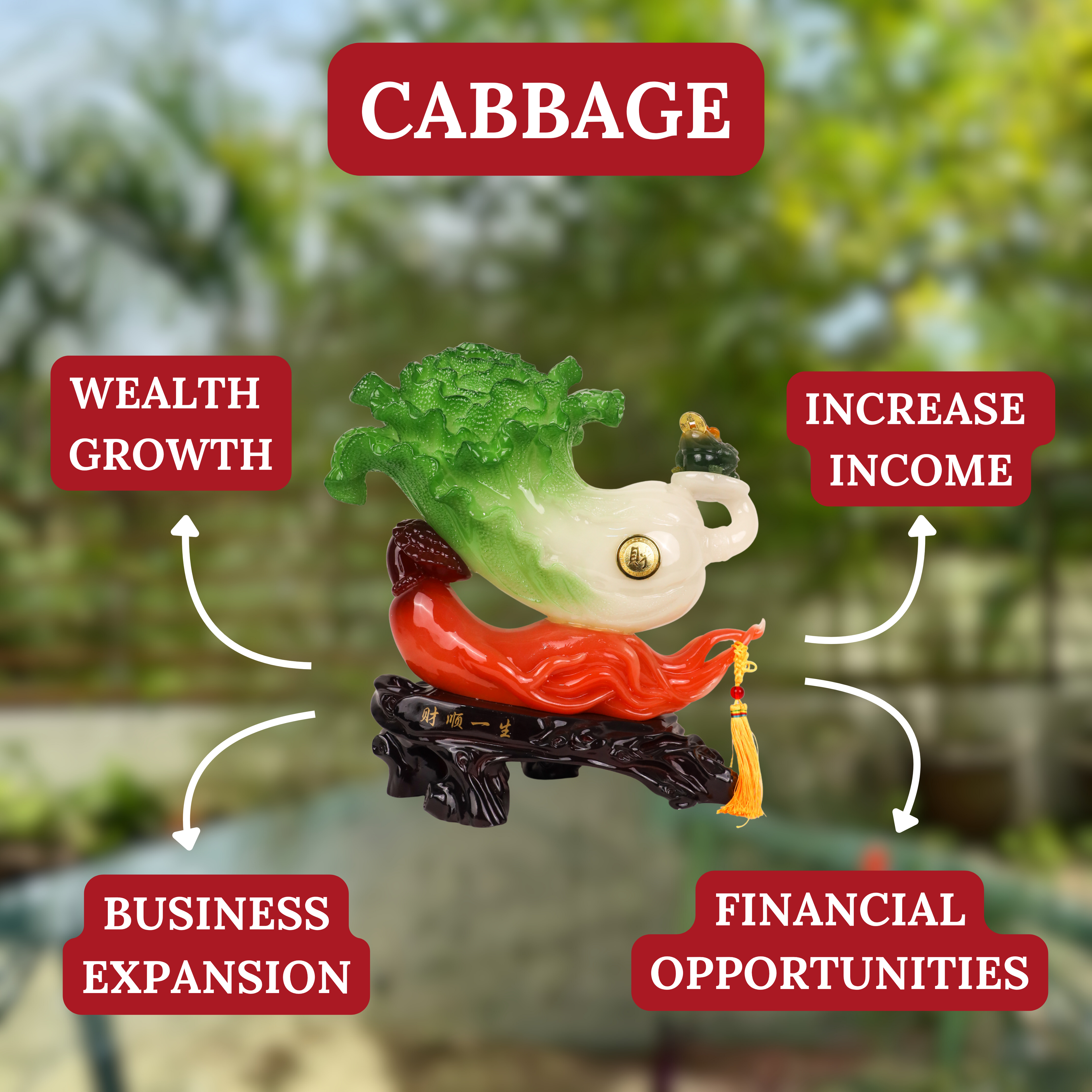 Cabbage on Chili for Aggresive Wealth Growth 46cm