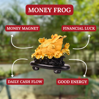Display of Wealth Golden Money Frog 33cm