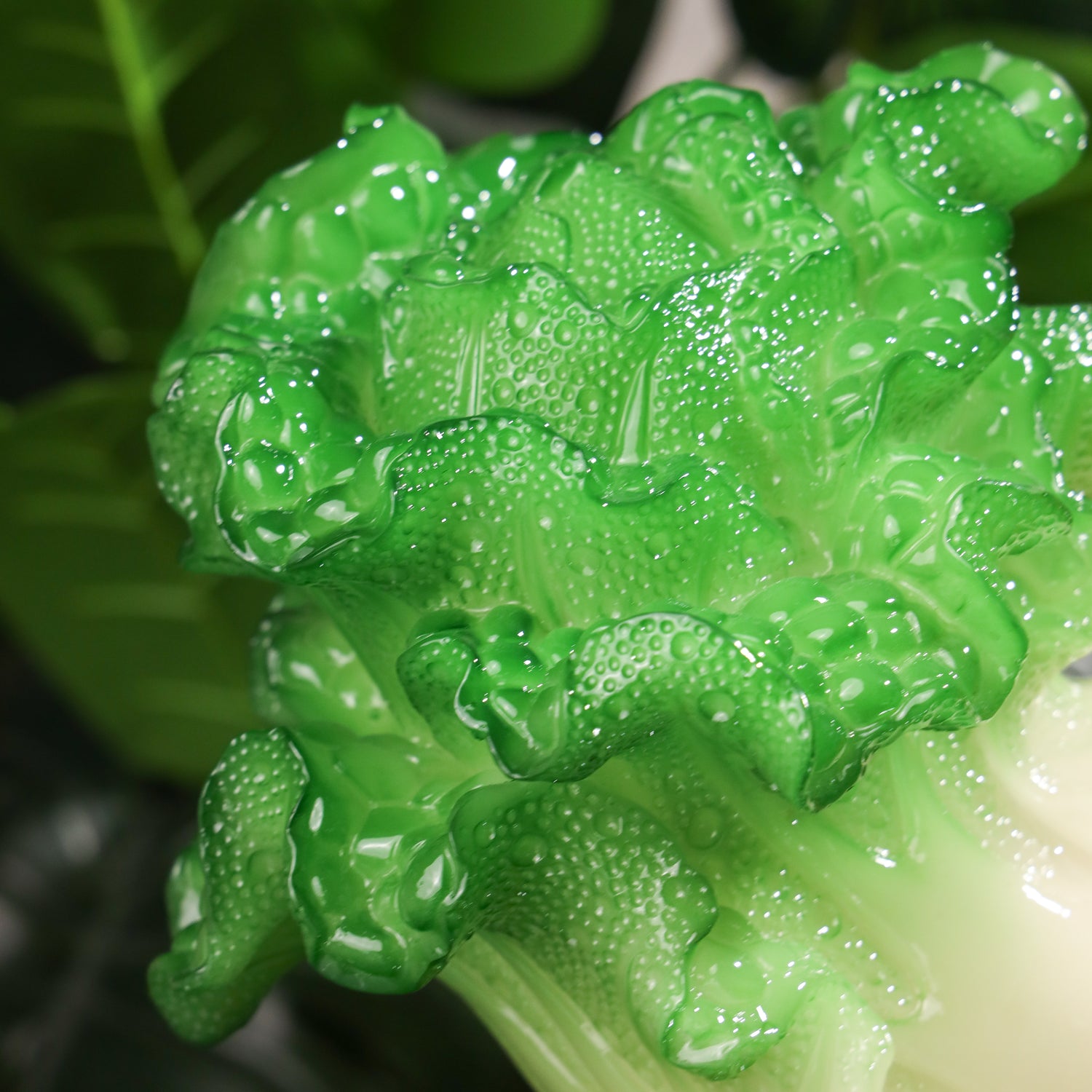Cabbage of Expanding Income Streams 39cm