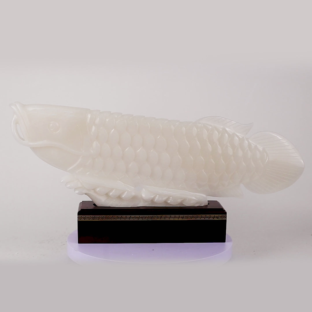 "Succeed In Business" - Jade Arowana 70cm